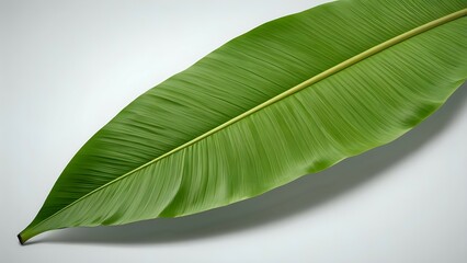 Obraz premium Lush green banana leaf isolated on a white background, showcasing its vibrant color and intricate texture. Perfect for tropical themes, nature designs, or adding a touch of the exotic.