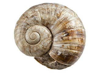 Isolated Snail Shell with Earthy Tone