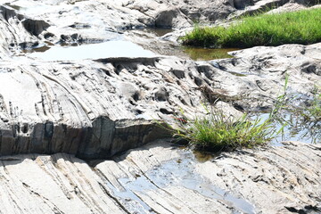 Water has collected on the rock's surface. The rock is a brown color and smooth. In hilly areas, during monsoon season, rain water gets collected in these rocks. Small water pond on top of the rock.