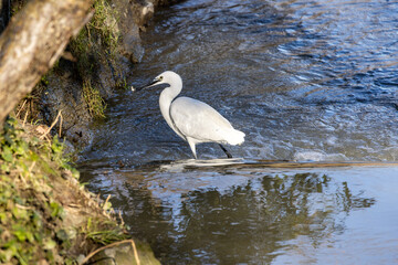 Garzetta a caccia di pesci nel rio vicino casa.