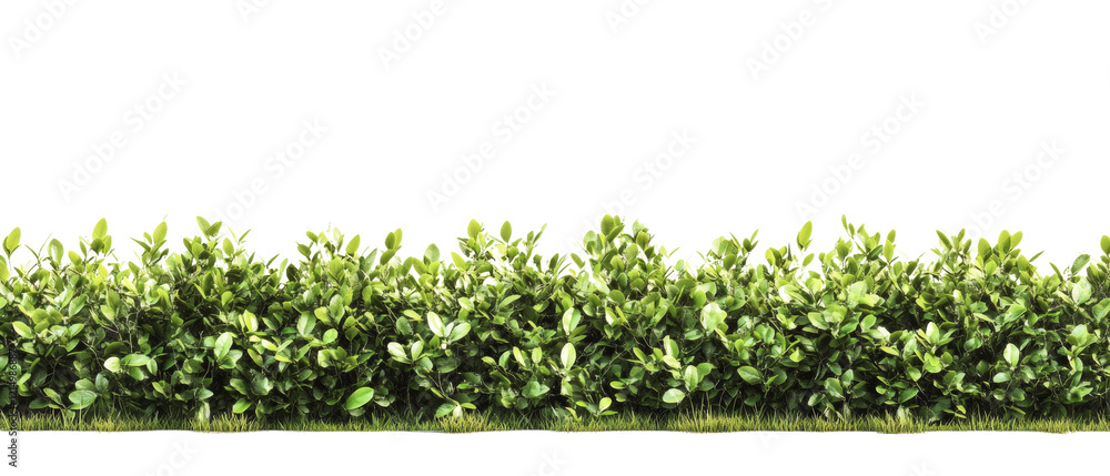 Poster a dense row of vibrant green shrubs forms a lush hedge with a base of grass.