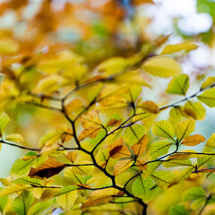 A shot of autumn green-yellow-orange beech leaves