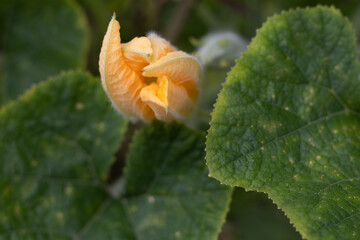 Yellowish orange flower closeup shot with green leaves in foreground and background
