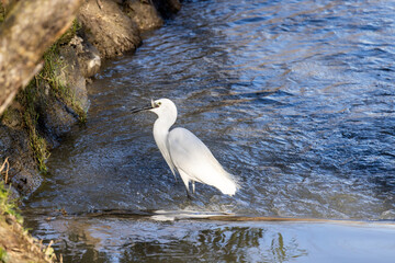 Garzetta a caccia di pesci nel rio vicino casa.