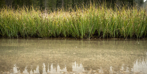 Tall Grasses Grow At The Edge Of A Hot Spring