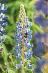 Flores lupinos y abejorro volando