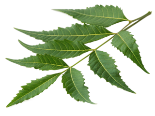 neem leaf isolated on transparent background