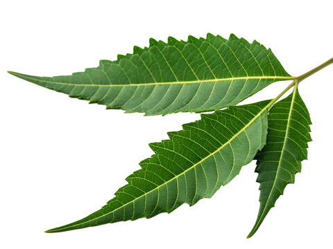 neem leaves fresh and green isolated on transparent background