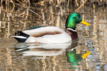 Germano reale nell'oasi naturalistica di Manzolino.