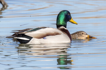 Obraz premium Germano reale nell'oasi naturalistica di Manzolino.