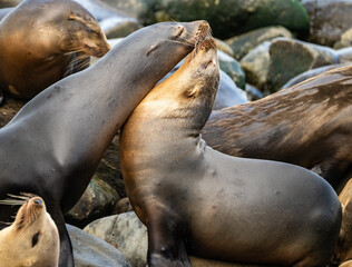 Naklejka premium Two Sea Lions Nuzzle Wiht Each Other at La Jolla Point