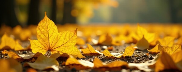 Obraz premium Yellowish ginkgo biloba leaves scattered on the ground, autumn, yellow leaf