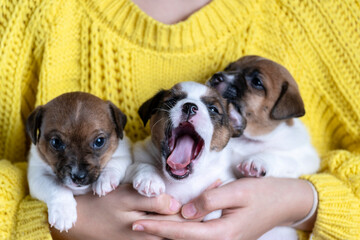 Cute Jack Russell Terrier puppies in the arms of a girl in a yellow sweater. Beautiful little puppies in her arms.