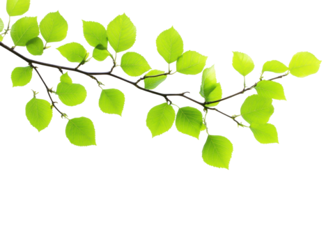 Isolated Branch with Green Leaves