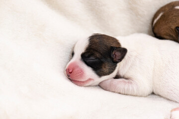 A small sleeping Jack Russell terrier puppy. A newborn puppy.