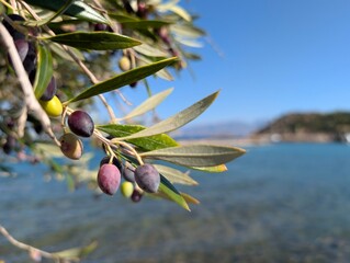 Oliven am Meer