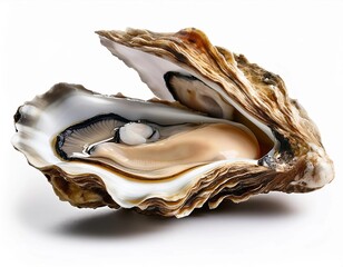shell on white background