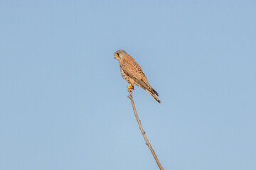 Gheppio in caccia all'oasi naturalistica di Manzolino.