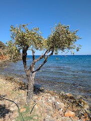 Olivenbaum am Meer