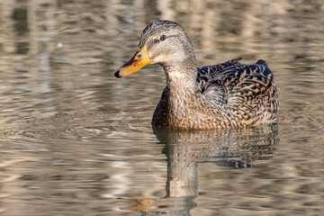 Germano reale nell'oasi naturalistica di Manzolino.