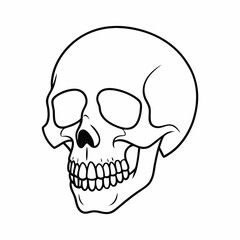 human skull isolated on white