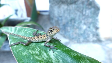 Calotes crawling on the leaves of Sansevieria zeylanica