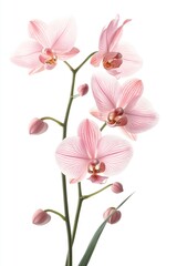 Delicate pink orchids bloom on stem against white background. Close-up view flower petals, buds. Natural beauty, floral themes. Elegant image for home decor products fashion. Perfect for beauty