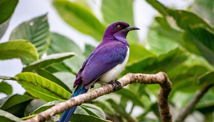 Obraz premium Soft Focus Portrait of an Exotic Purple and White Tropical Bird Perched Gracefully on a Tree Branch