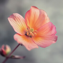 Flower with white background.