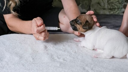An antiparasitic drug for puppies, a woman uses a syringe to give a puppy a suspension to prevent parasites before vaccination. Preparing the puppy for the first vaccination.