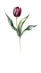 Elegant Watercolor Illustration of a Single Burgundy Tulip