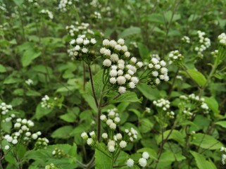 Ageratum conyzoides billygoat weed, chick weed, goatweed, whiteweed flower and leaves