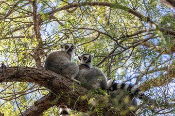 The ring-tailed lemur (Lemur catta)