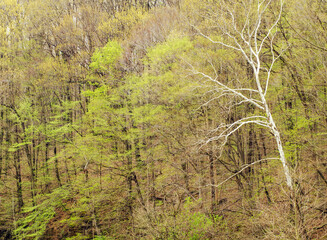 610-64 Spring Forest and Sycamore Tree