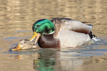 Germano reale nell'oasi naturalistica di Manzolino.