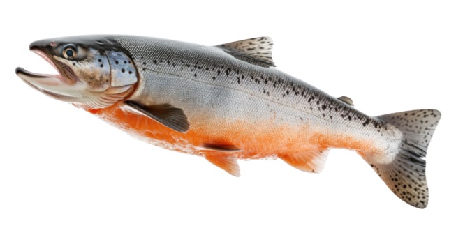 Atlantic Salmon in Detail: A vibrant Atlantic salmon, showcasing its detailed scales, fins, and rich coloration, is presented in a dynamic pose.  The fish appears fresh and healthy. 