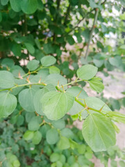 Indian Jujube Tree closeup of branch with vibrant green leaves and sharp thorn
