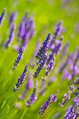 Fotobehang Lavendel Brins de lavande  © Georges