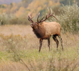 Beautiful Elk Bull Flehmen Response Bugle Haunting Melody Rut Action 7x7 8x7 8x8