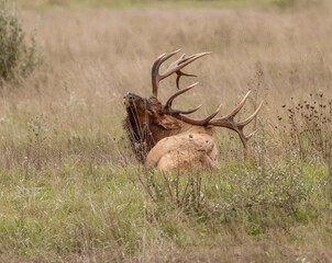 Beautiful Majestic Regal Elk Bull Autumn Rut Glory 7x7 8x7 8x8 