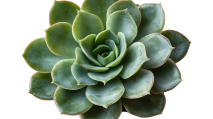 Succulent Close-up:  A vibrant green succulent with fleshy leaves, arranged in a stunning rosette pattern, boasts a captivating beauty with its intricate details and captivating texture. 