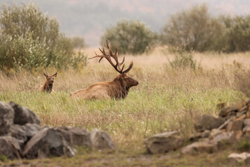 Beautiful Majestic Regal Elk Bull Autumn Rut Glory 7x7 8x7 8x8 
