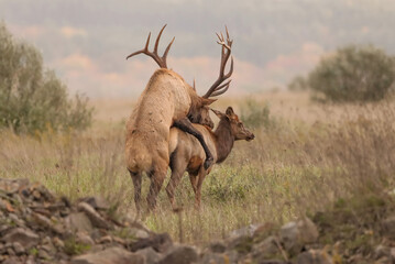 Elk Rut Romance Romeo 