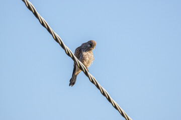 Gheppio in caccia all'oasi naturalistica di Manzolino.