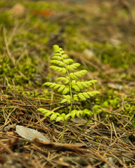 small green fern in the forest