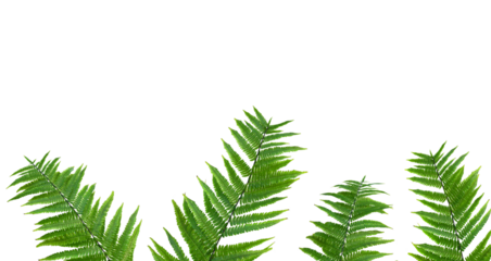 palm tree on transparent background. Floral background. png