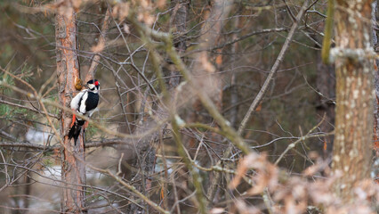 woodpecker eats a pine cone on a tree