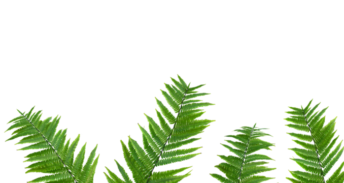 palm tree on transparent background. Floral background. png