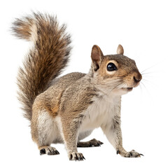 Obraz premium Squirrel. 