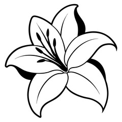 lily flower isolated on white